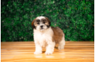 Teddy Bear Pup Being Cute