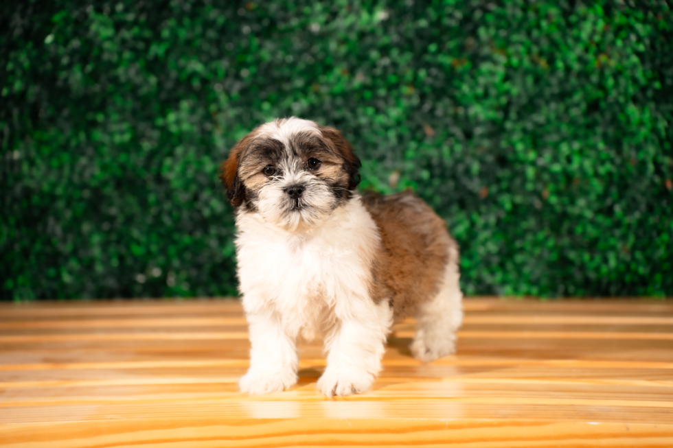 Teddy Bear Pup Being Cute