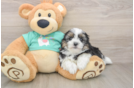Popular Teddy Bear Designer Pup