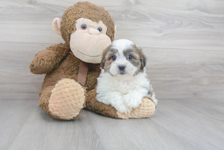 Meet Abbott - our Teddy Bear Puppy Photo 1/3 - Puppy Love PR Cute Teddy Bear Baby