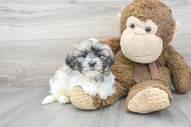 Meet Abbott - our Teddy Bear Puppy Photo 1/3 - Puppy Love PR Funny Teddy Bear Designer Pup