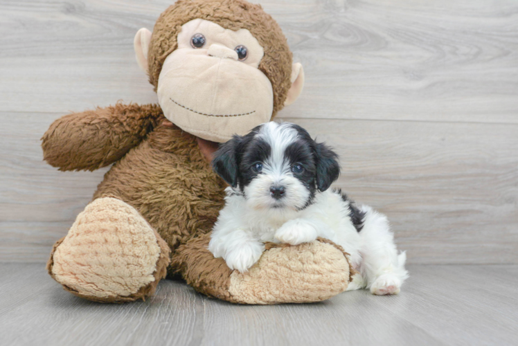 Meet Abbott - our Teddy Bear Puppy Photo 1/3 - Puppy Love PR Little Shitzu Designer Puppy