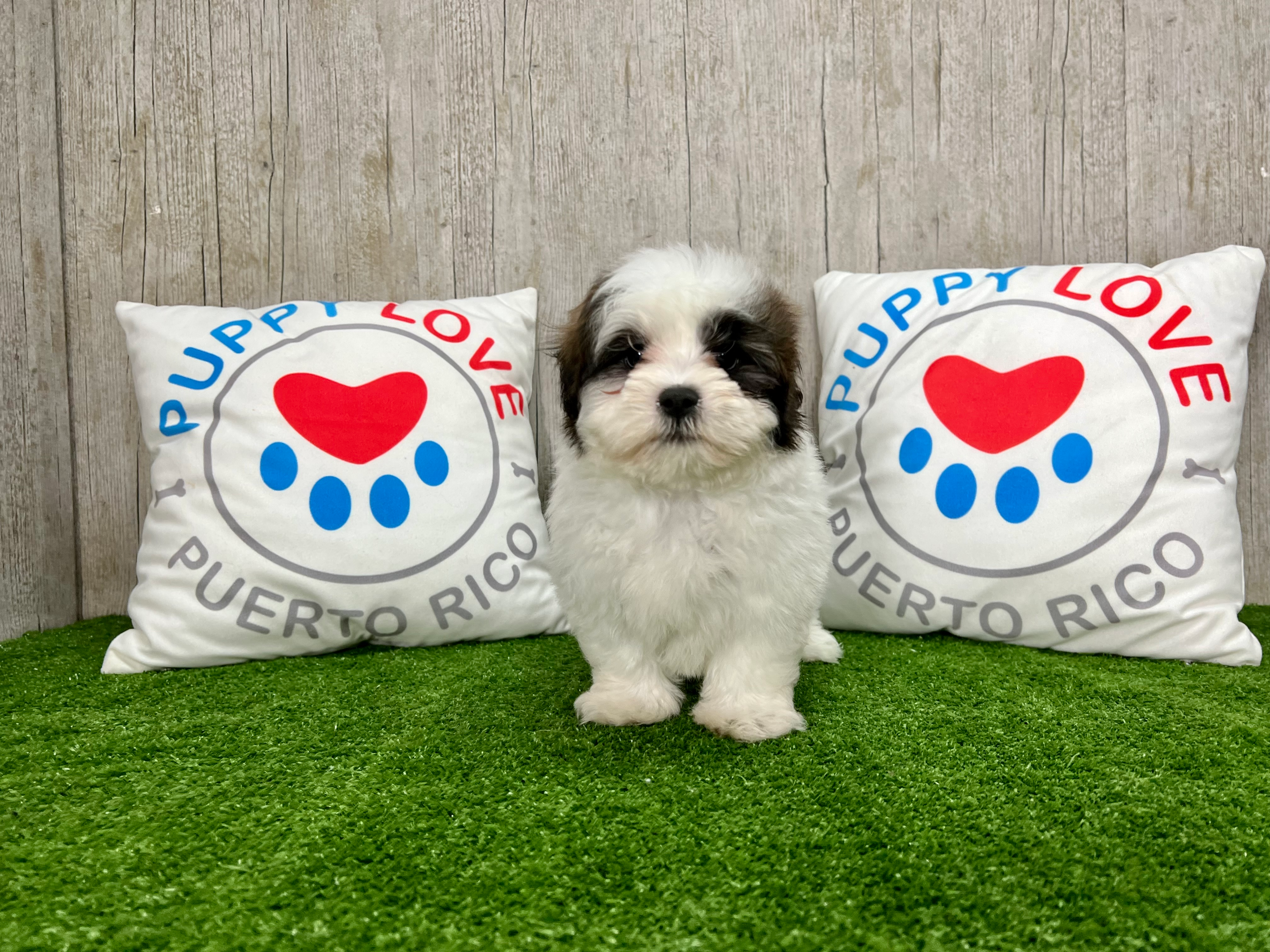 Teddy Bear Puppy for Adoption