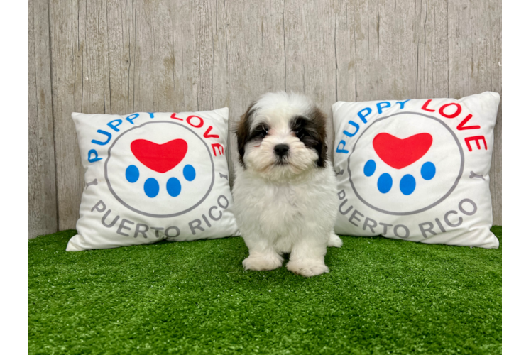 Meet Abbott - our Teddy Bear Puppy Photo 1/4 - Puppy Love PR Teddy Bear Puppy for Adoption