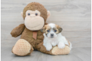 Teddy Bear Pup Being Cute