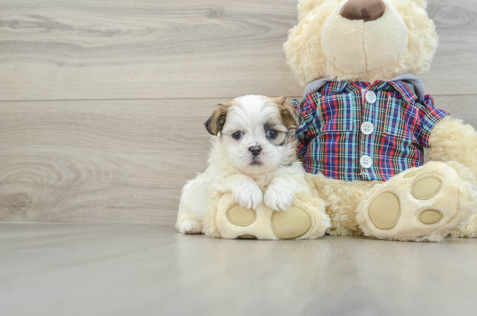 6 week old Teddy Bear Puppy For Sale - Puppy Love PR