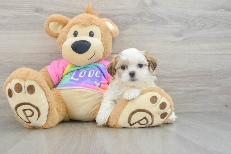 Meet Abby - our Teddy Bear Puppy Photo 1/3 - Puppy Love PR Teddy Bear Pup Being Cute