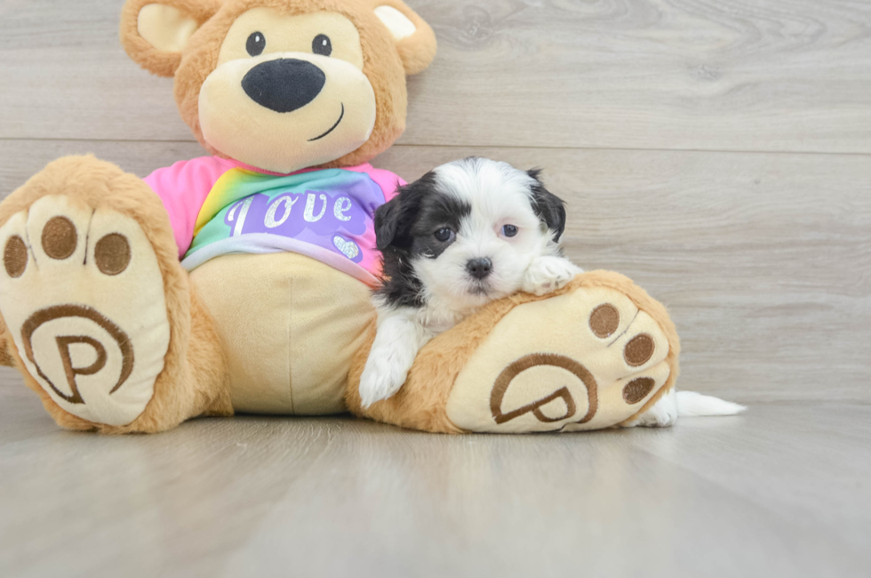 5 week old Teddy Bear Puppy For Sale - Puppy Love PR