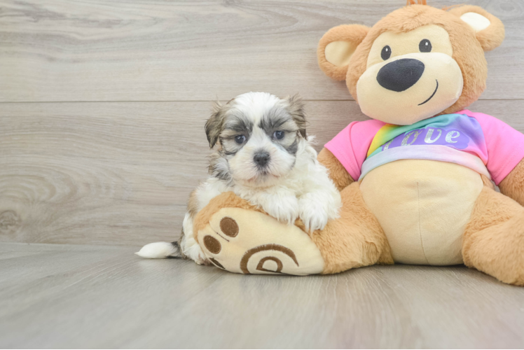 Funny Teddy Bear Designer Pup