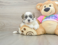 8 week old Teddy Bear Puppy For Sale - Puppy Love PR
