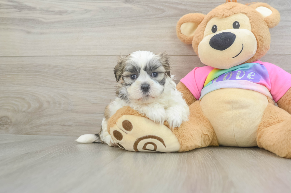 5 week old Teddy Bear Puppy For Sale - Puppy Love PR