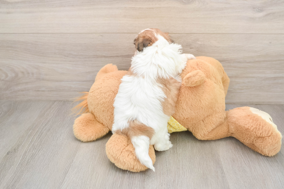 Teddy Bear Pup Being Cute