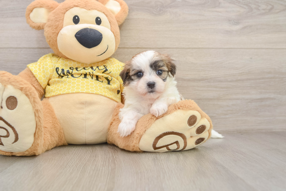 Teddy Bear Puppy for Adoption