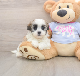 6 week old Teddy Bear Puppy For Sale - Puppy Love PR
