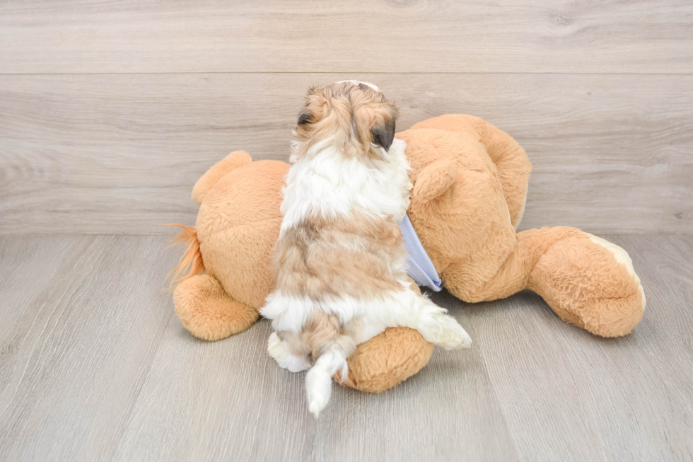 Smart Teddy Bear Designer Pup