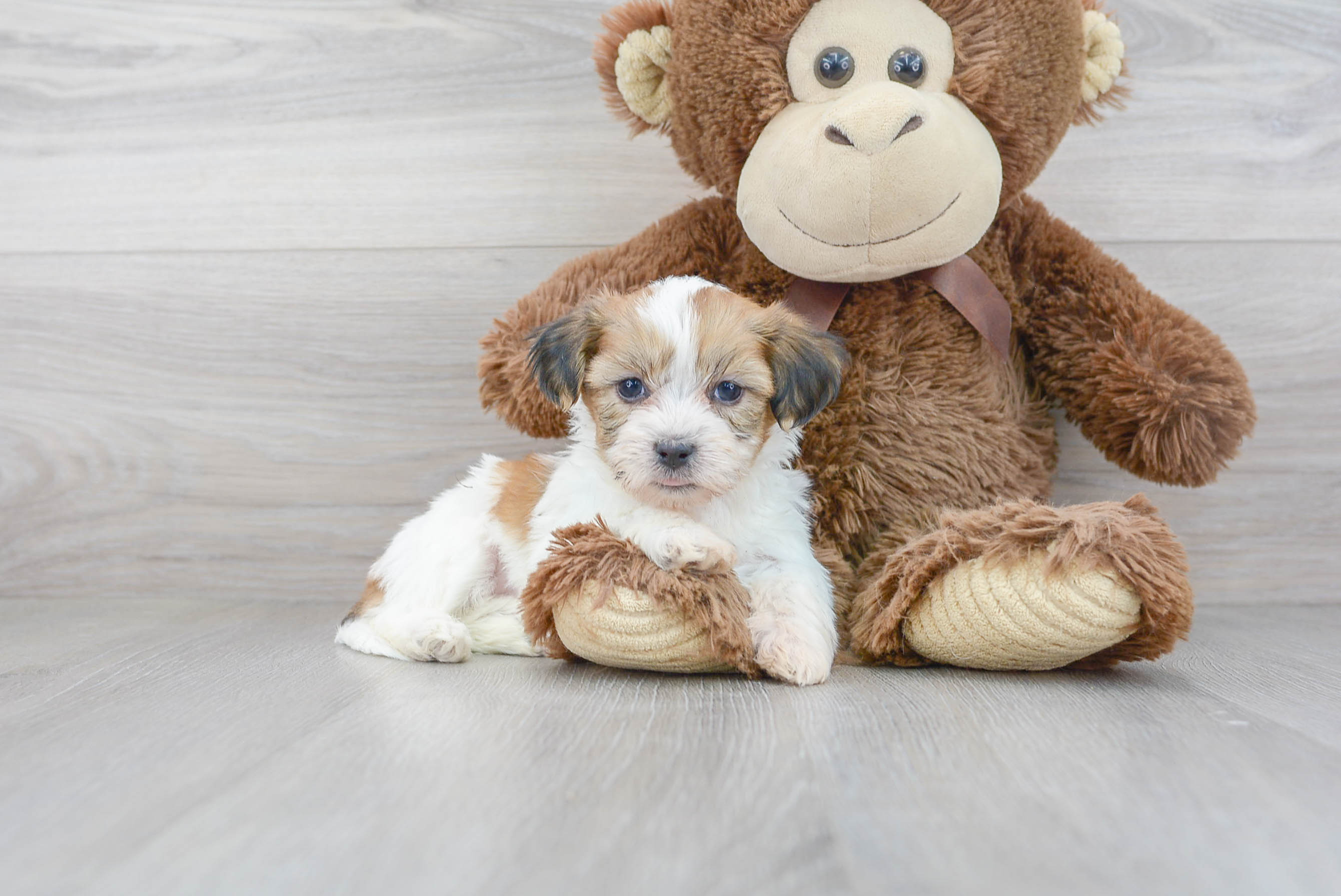 teddy bear puppy for sale