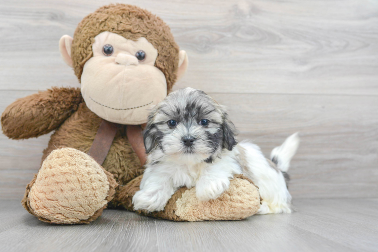 Meet Abby - our Teddy Bear Puppy Photo 1/3 - Puppy Love PR Little Shitzu Designer Puppy