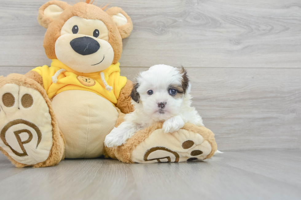 6 week old Teddy Bear Puppy For Sale - Puppy Love PR