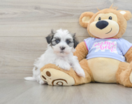 7 week old Teddy Bear Puppy For Sale - Puppy Love PR