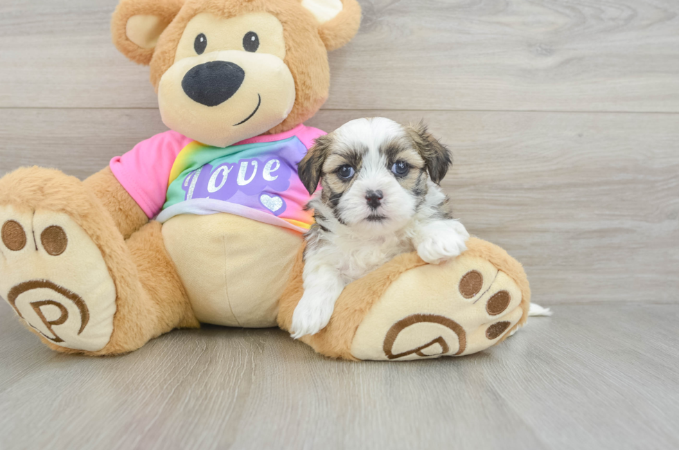 5 week old Teddy Bear Puppy For Sale - Puppy Love PR