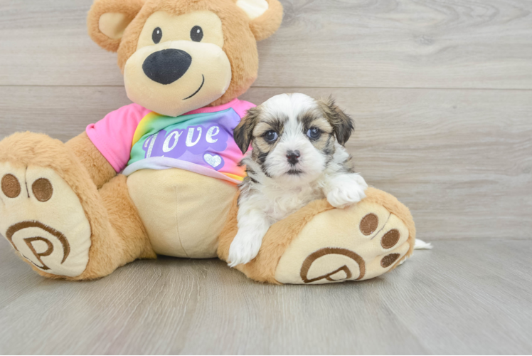 Meet Ace - our Teddy Bear Puppy Photo 1/3 - Puppy Love PR Popular Teddy Bear Designer Pup