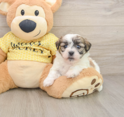 7 week old Teddy Bear Puppy For Sale - Puppy Love PR