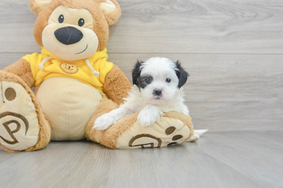 6 week old Teddy Bear Puppy For Sale - Puppy Love PR
