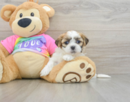 7 week old Teddy Bear Puppy For Sale - Puppy Love PR