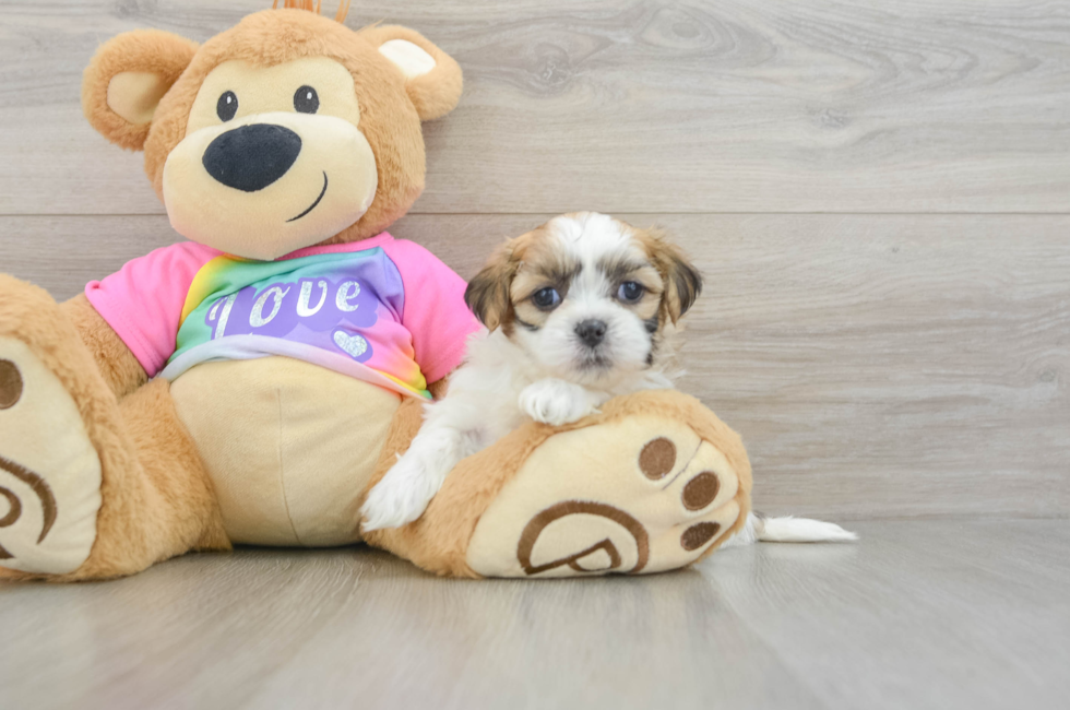 5 week old Teddy Bear Puppy For Sale - Puppy Love PR