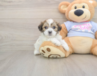 8 week old Teddy Bear Puppy For Sale - Puppy Love PR