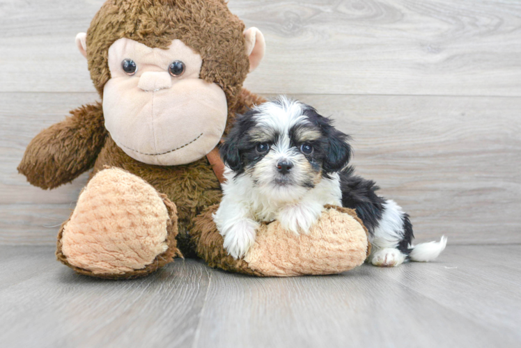Meet Adam - our Teddy Bear Puppy Photo 1/3 - Puppy Love PR Teddy Bear Puppy for Adoption