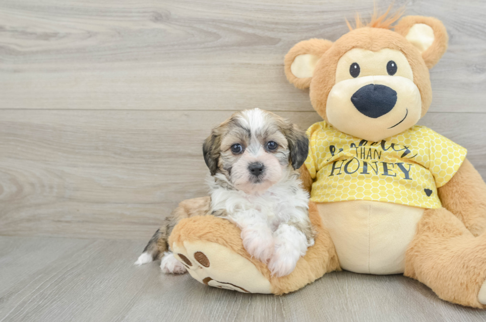 6 week old Teddy Bear Puppy For Sale - Puppy Love PR