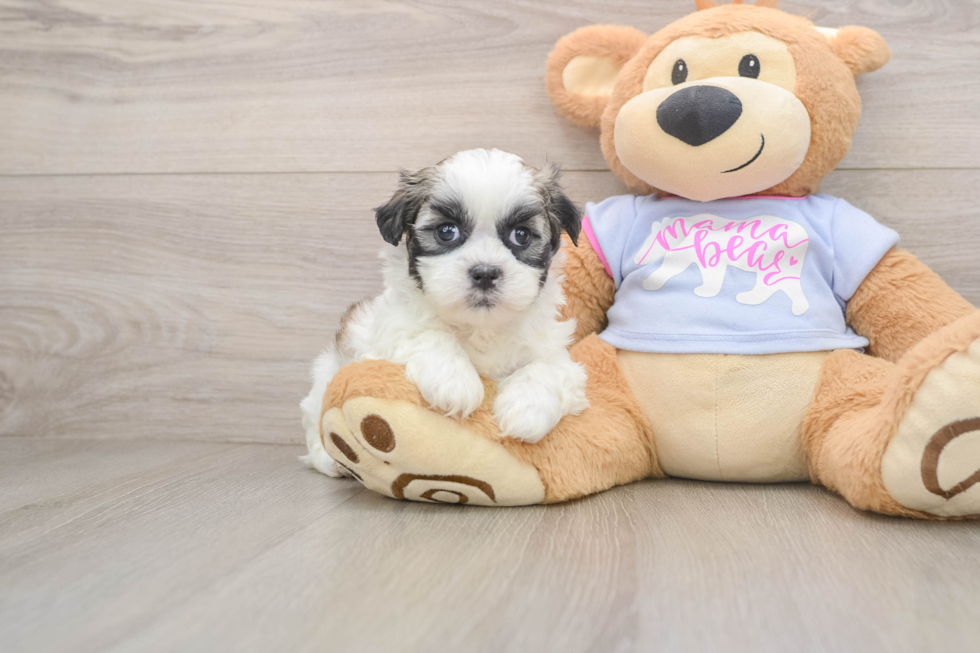 Smart Teddy Bear Designer Pup