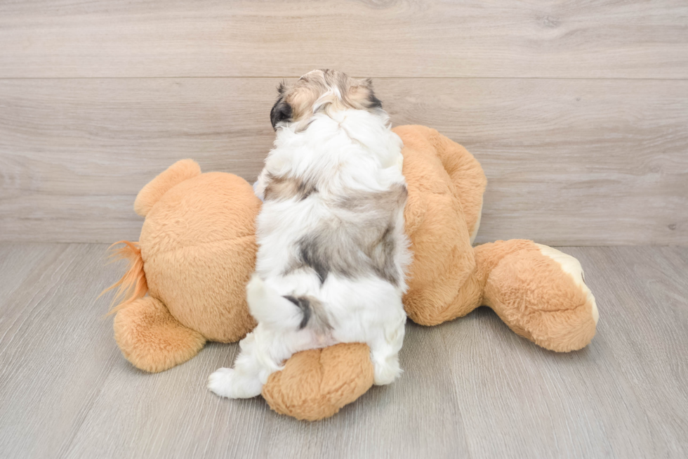 Teddy Bear Pup Being Cute