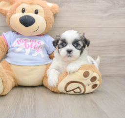 6 week old Teddy Bear Puppy For Sale - Puppy Love PR
