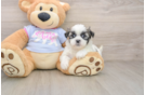 Energetic Shitzu Designer Puppy