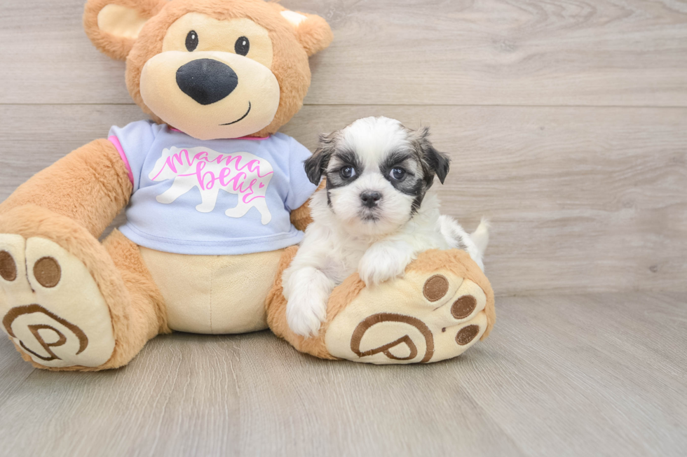 Energetic Shitzu Designer Puppy
