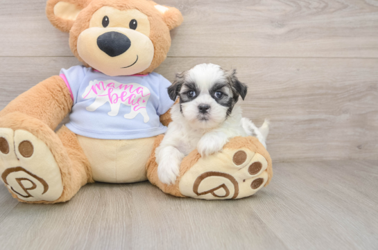 Energetic Shitzu Designer Puppy