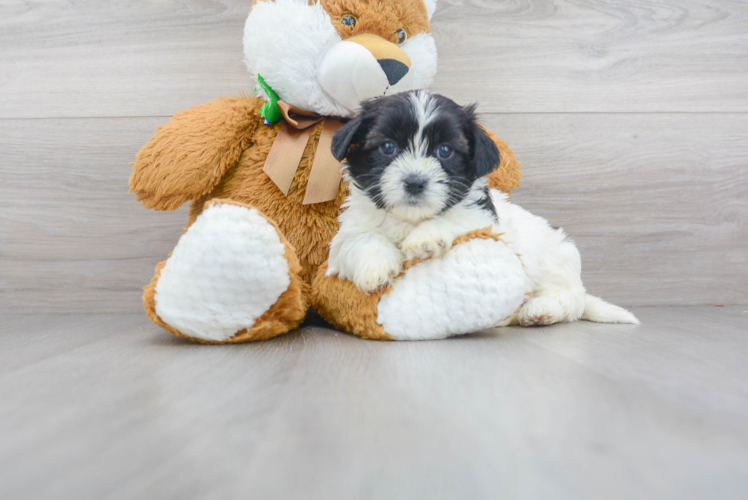 Cute Teddy Bear Designer Pup