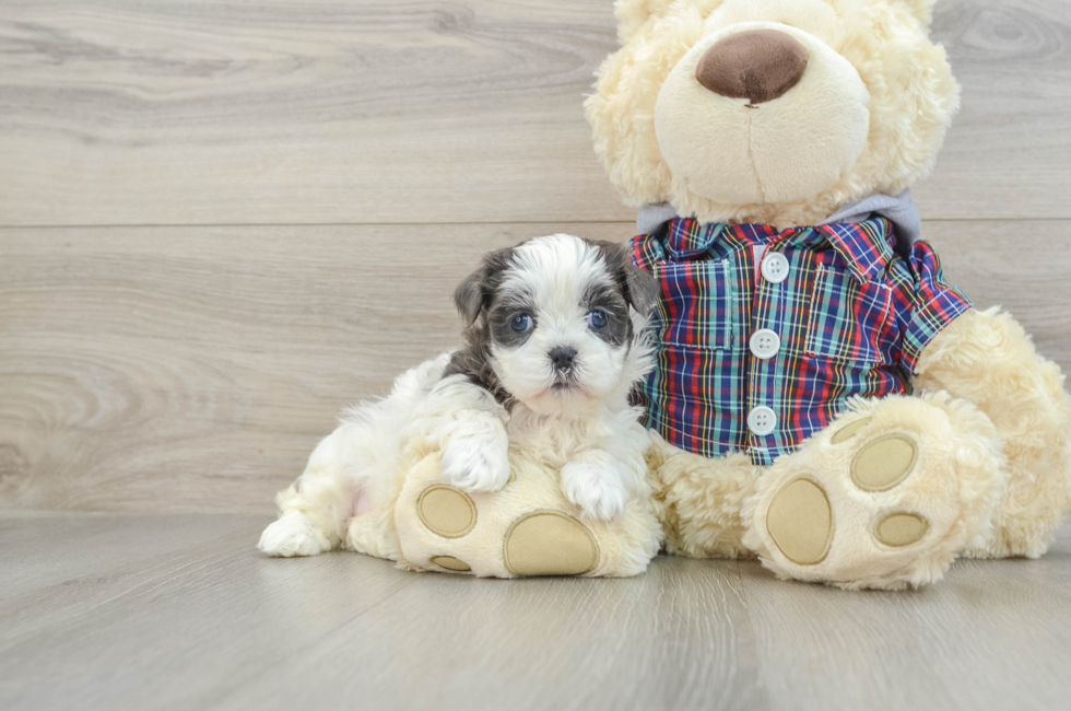 6 week old Teddy Bear Puppy For Sale - Puppy Love PR