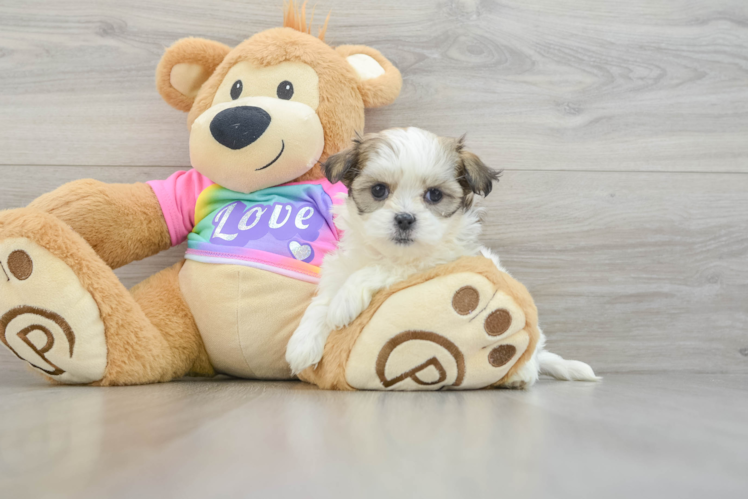 Teddy Bear Pup Being Cute