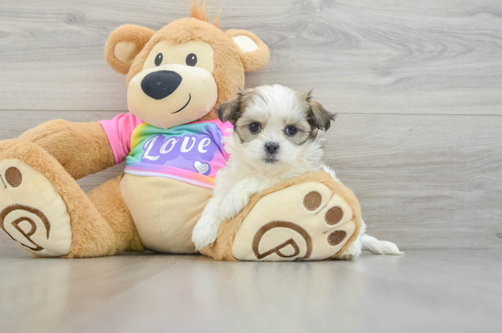 8 week old Teddy Bear Puppy For Sale - Puppy Love PR