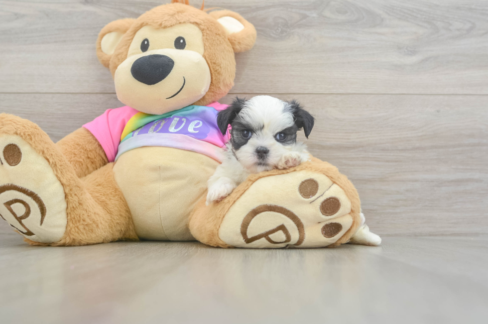 5 week old Teddy Bear Puppy For Sale - Puppy Love PR