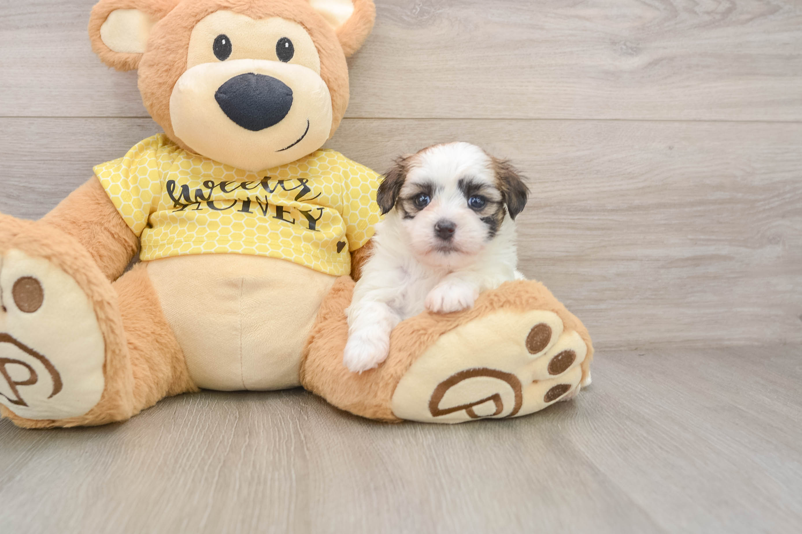 Best Teddy Bear Baby