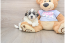 Sweet Teddy Bear Baby
