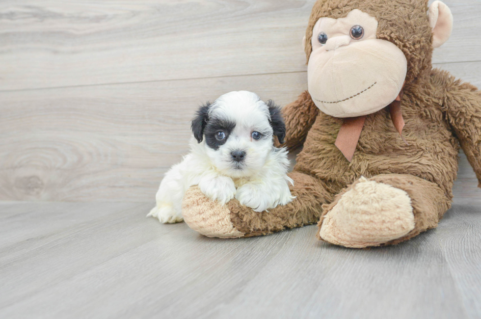 6 week old Teddy Bear Puppy For Sale - Puppy Love PR