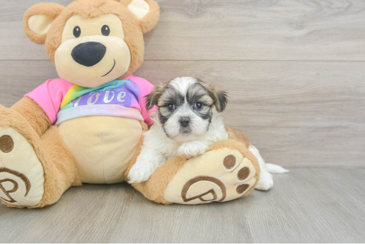 Teddy Bear Puppy for Adoption