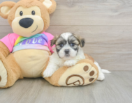 8 week old Teddy Bear Puppy For Sale - Puppy Love PR