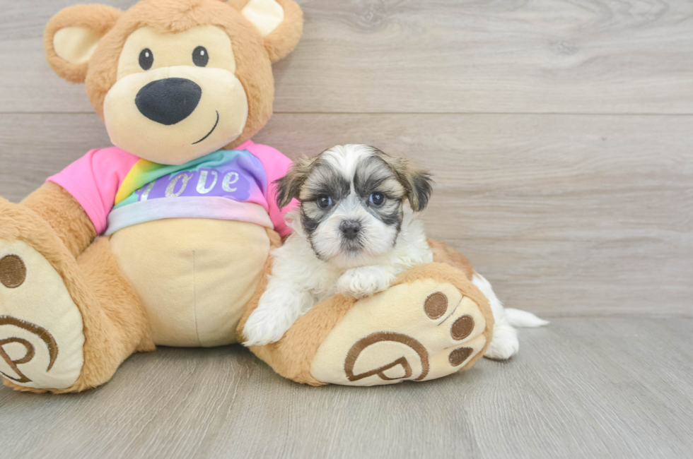 5 week old Teddy Bear Puppy For Sale - Puppy Love PR