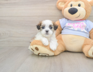 8 week old Teddy Bear Puppy For Sale - Puppy Love PR